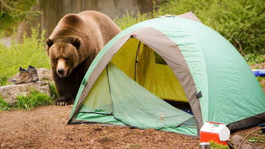 How to Avoid Wild Animals Around Your Camping Site